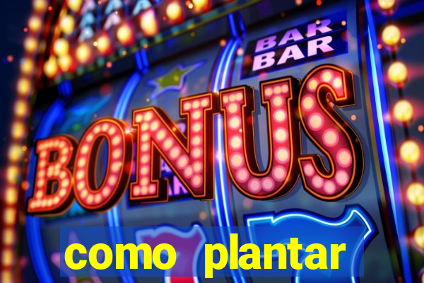 como plantar gergelim no vaso