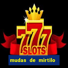 mudas de mirtilo em porto alegre