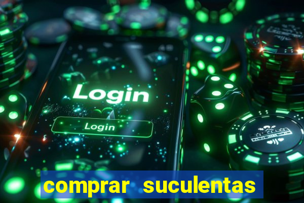 comprar suculentas direto do produtor