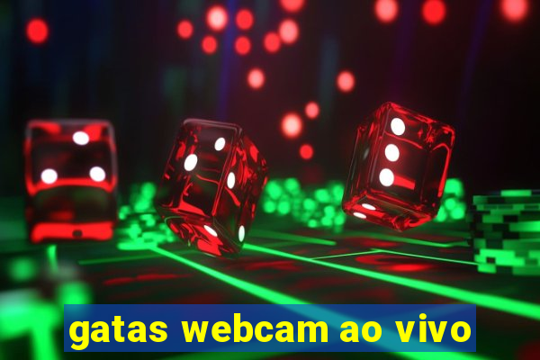 gatas webcam ao vivo