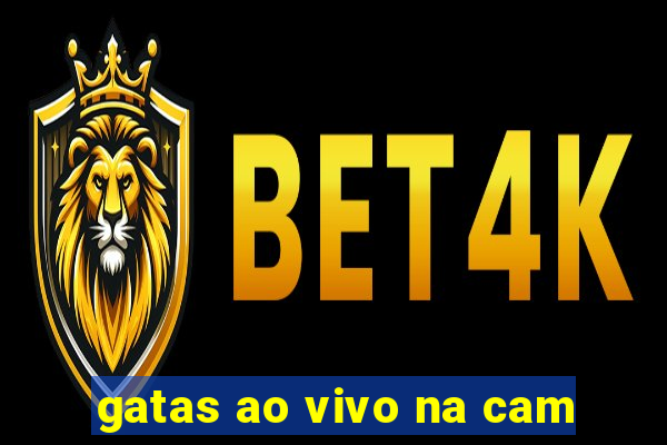 gatas ao vivo na cam