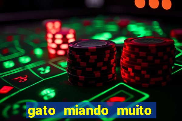 gato miando muito a noite o que fazer