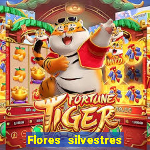 Flores silvestres brasileiras brasileiras flores silvestres nomes e imagens