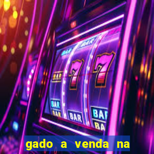 gado a venda na bahia olx