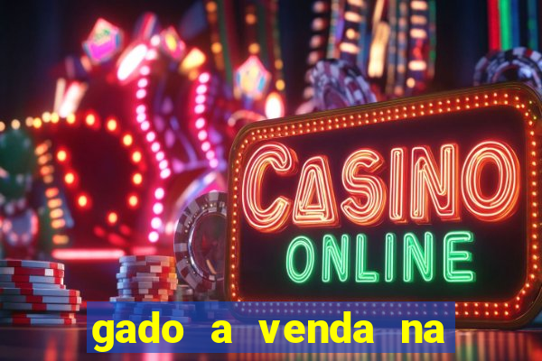 gado a venda na bahia olx