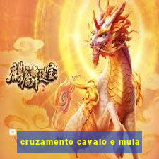 cruzamento cavalo e mula