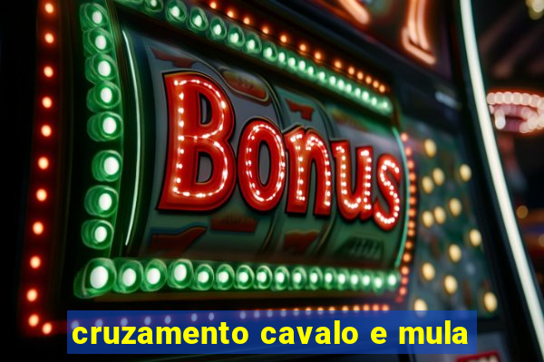 cruzamento cavalo e mula