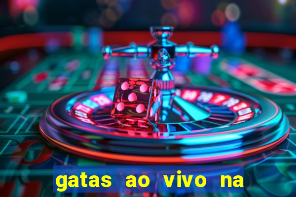 gatas ao vivo na web cam