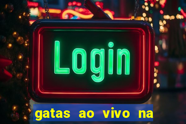 gatas ao vivo na web cam