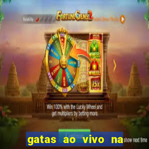 gatas ao vivo na web cam