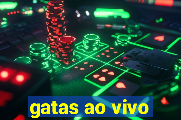 gatas ao vivo
