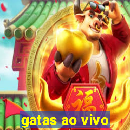 gatas ao vivo