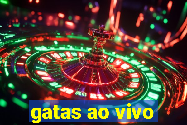 gatas ao vivo