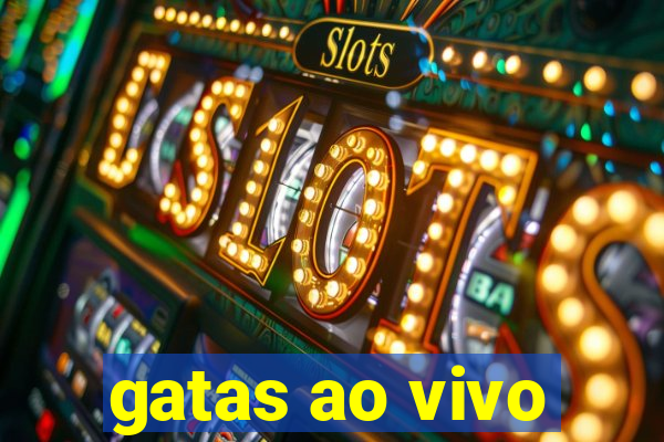 gatas ao vivo