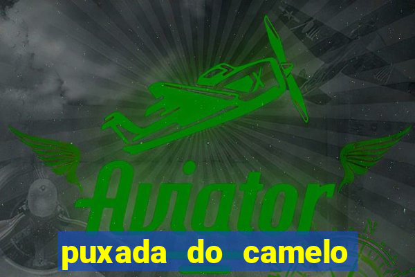 puxada do camelo jogo do bicho