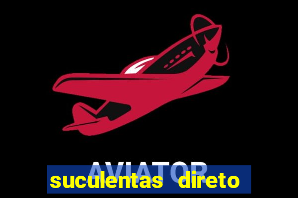 suculentas direto do produtor rs