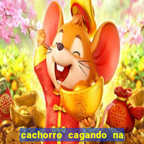 cachorro cagando na camisa do corinthians