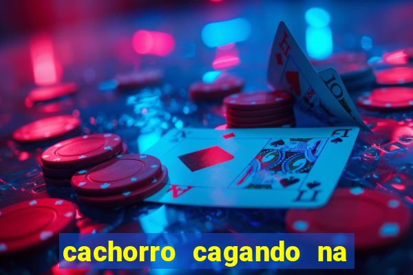 cachorro cagando na camisa do corinthians